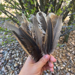Bundle of 25 different sized chicken feathers for crafting