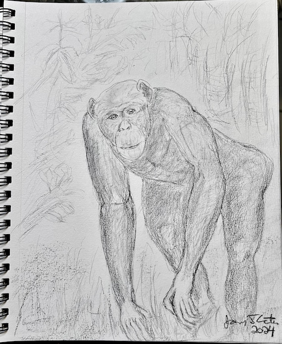Toby the chimpanzee