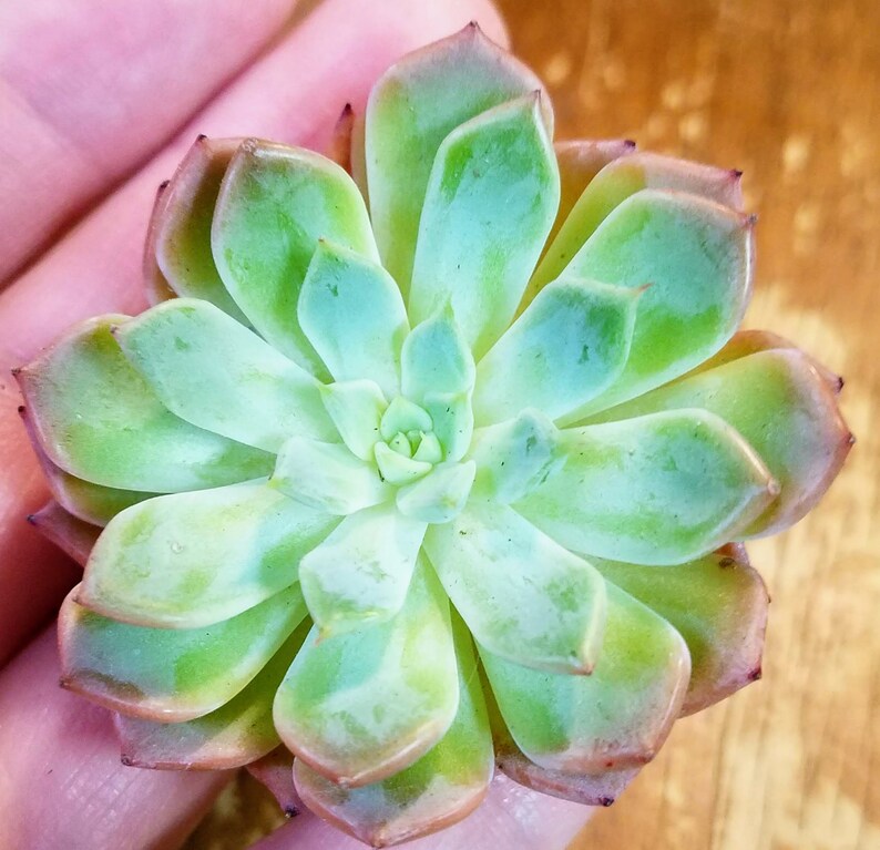 Echeveria Blue and Peach Drought Tolerant Rare Import Minimal Roots Live Plant 2-inch pot Succulent