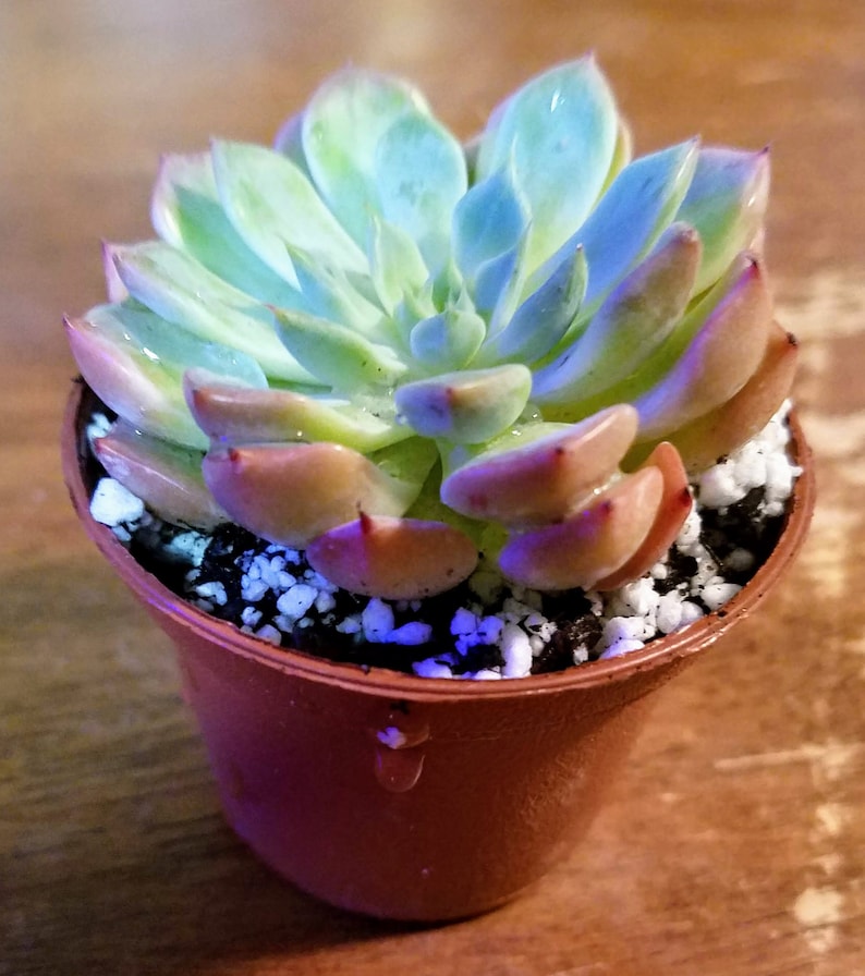 Echeveria Blue and Peach Drought Tolerant Rare Import Minimal Roots Live Plant 2-inch pot Succulent