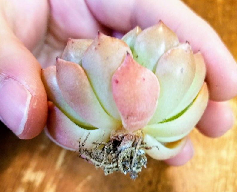 Echeveria Blue and Peach Drought Tolerant Rare Import Minimal Roots Live Plant 2-inch pot Succulent