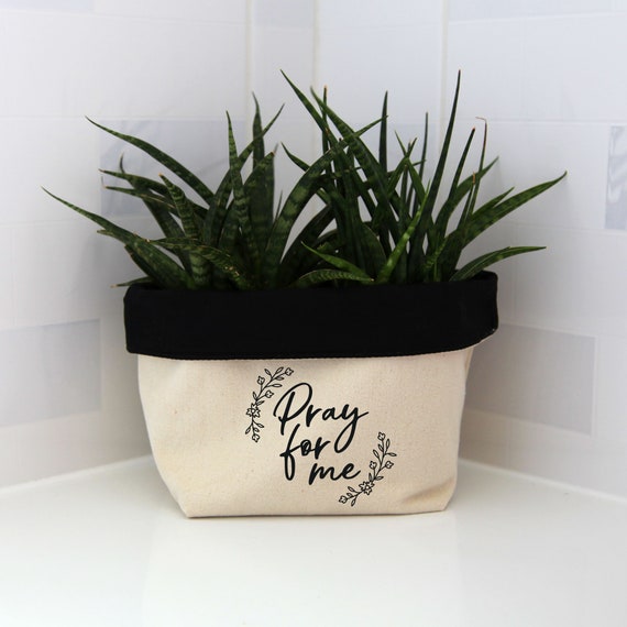 black gold superba snake plant Sansevieria Black Gold  The Plant Boys