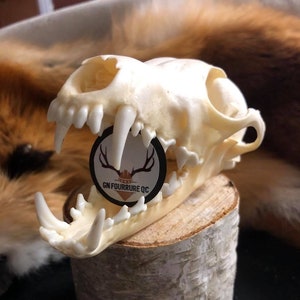 Peut inclure: Un crâne de renard blanc avec les dents apparentes, reposant sur une bûche de bois. Le crâne est sur un fond noir avec une petite étiquette blanche qui indique "Renard - Fox".