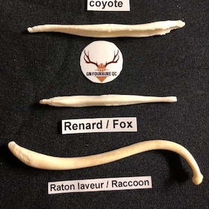 Real Genuine Baculum from Various Animals / Authentiques Baculums de Divers Animaux