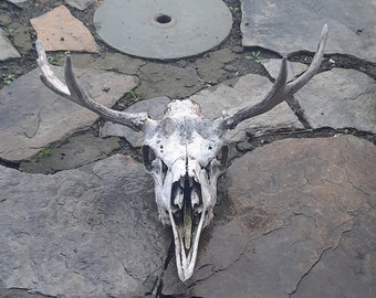 Moose Skull