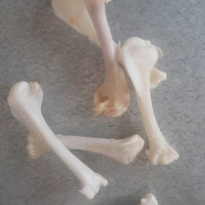 Peut inclure: Plusieurs petits os d'animaux blanc cassé, possiblement d'oiseaux, sont disposés sur une surface grise. Une pièce canadienne de deux dollars est placée à côté pour l'échelle. Les os ont un aspect naturel et organique.