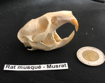 Real Genuine Muskrat Skull  /   Authentique Crâne de Rat Musqué