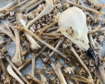 Natural Crow bones