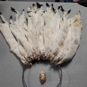 Real Genuine White Stoat Pelt