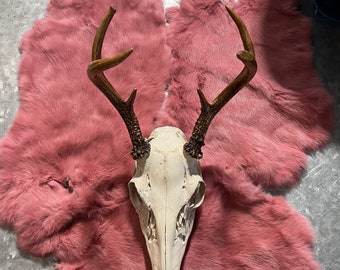 Deer Skull 5 or 6 points