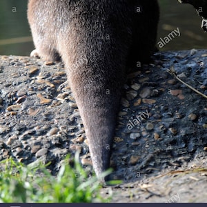 May include: A close-up of a brown otter's tail, with its fur visible, as it sits on a rocky surface.