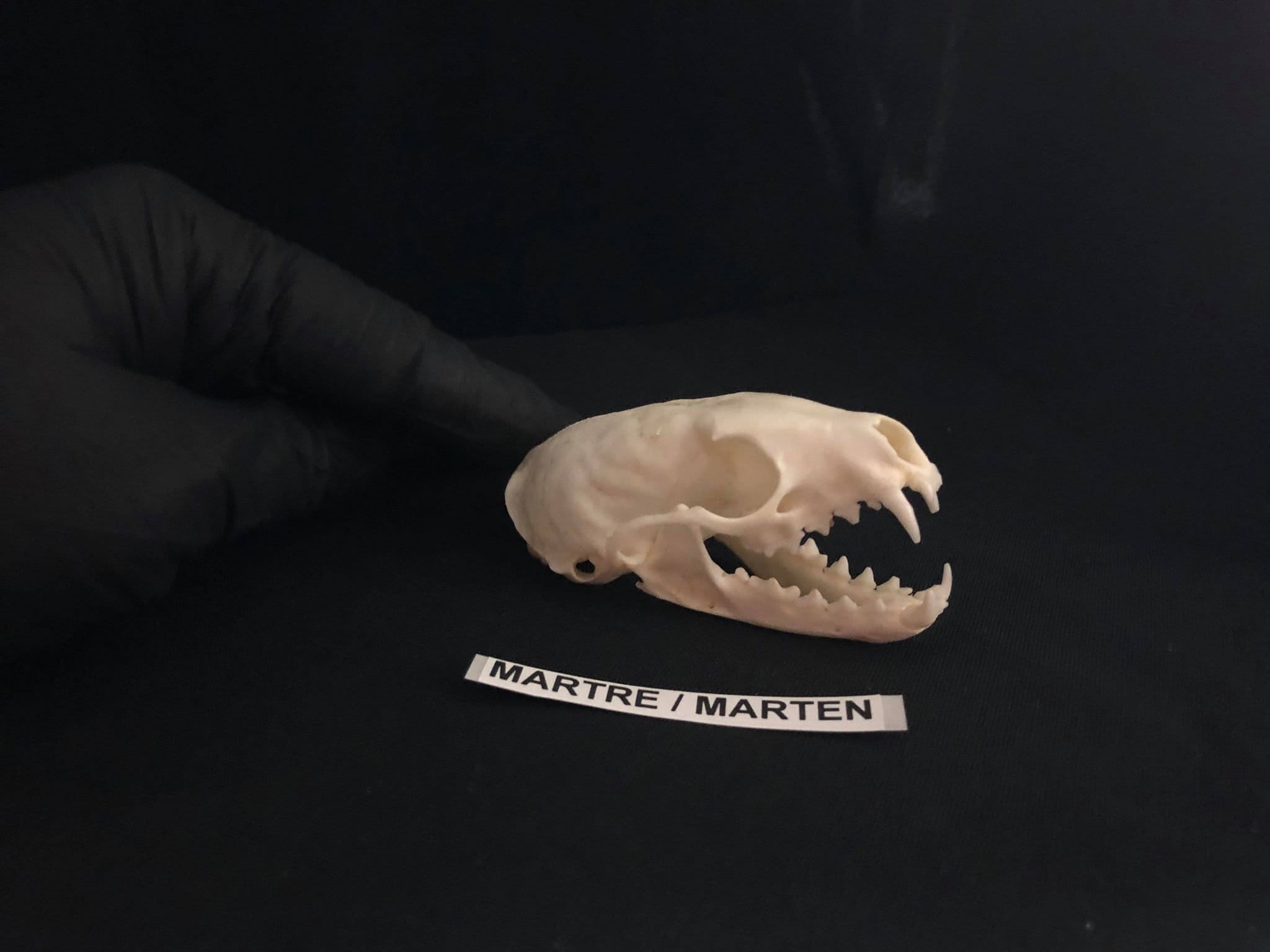 Skull of the stone marten 1 Real bone! Skull No