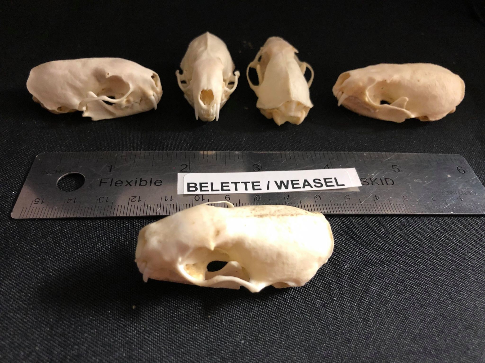 Real Genuine Stoat Skull - Etsy, image size:2048x1536
