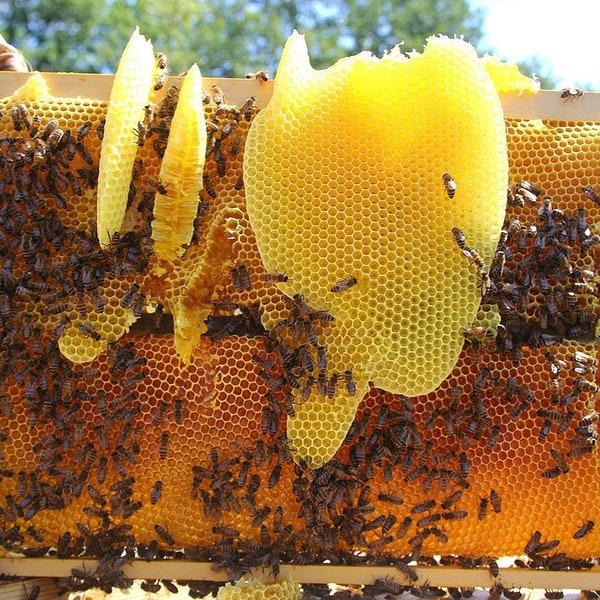 Pure Bees Wax / 100% Pure Beeswax