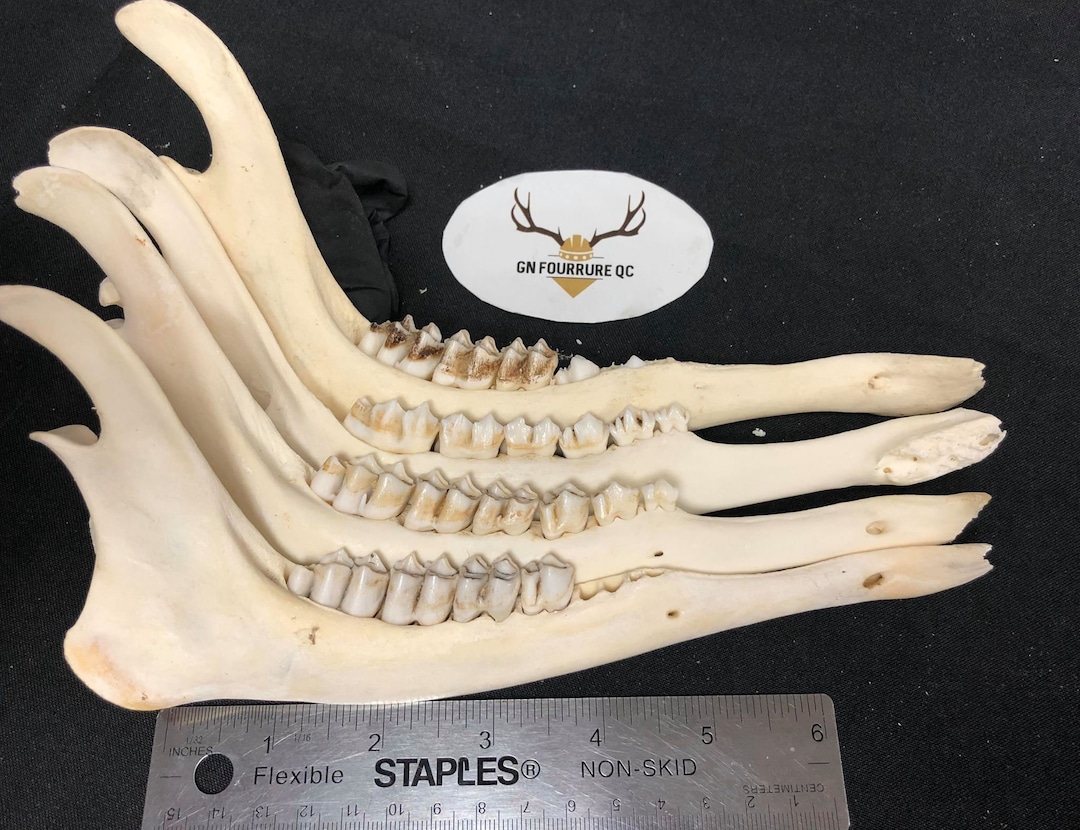 Deer Jaw Bone Whitened / Deer Lower Jaw Etsy