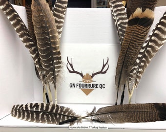 Wild Turkey Feathers (7) / Wild Turkey Feathers (7)