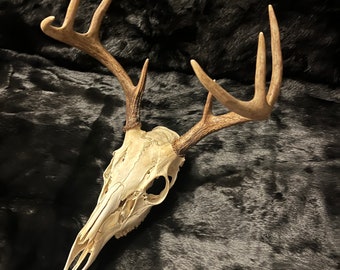 Deer Skull 8 points