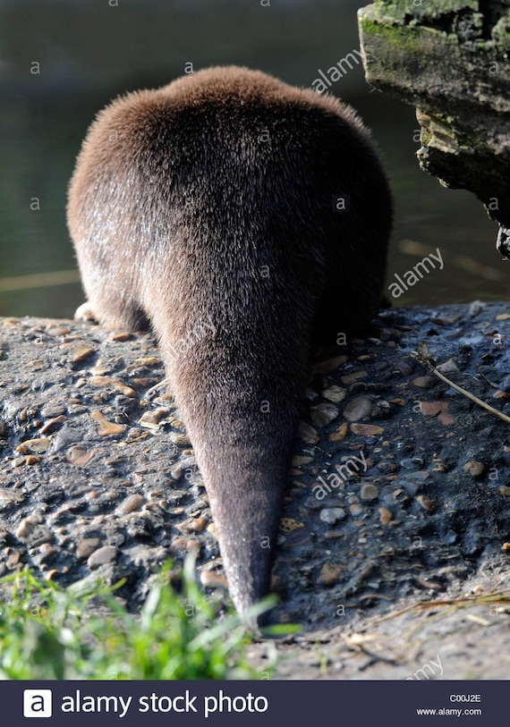 Real Genuine Otter Tail / Authentic Otter Tail - Etsy