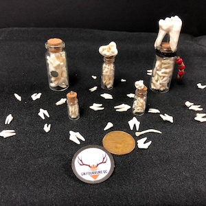 Teeth Bottles / Jar of Teeth
