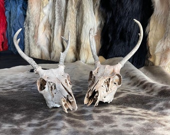 Deer Skull 4 points