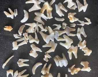 Various Teeth (20. Small animals) / Assortment of 20 teeth