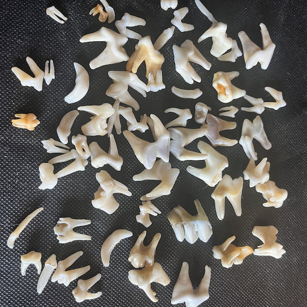 Various Teeth (20. Small animals) / Assortment of 20 teeth