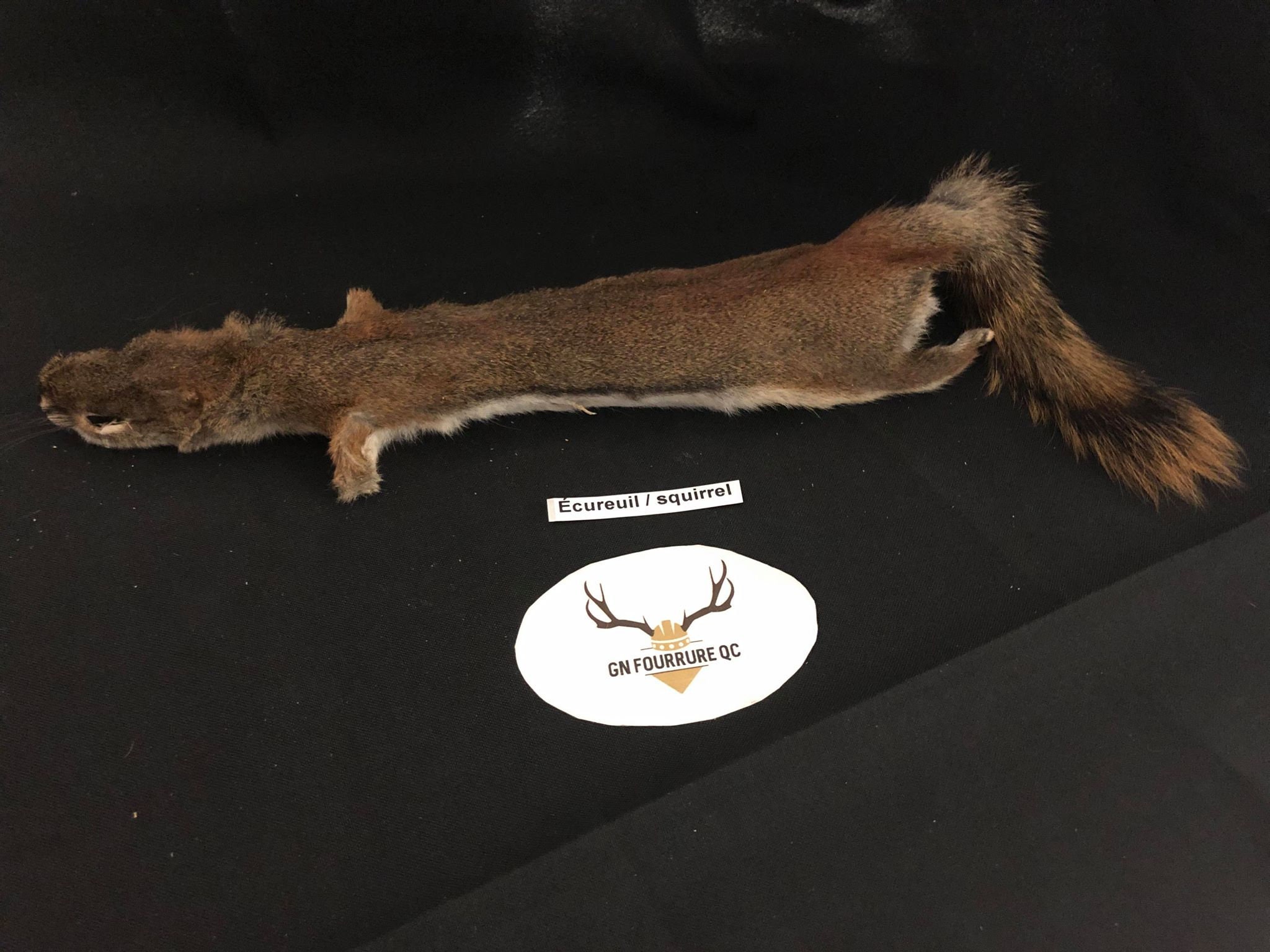 Real Genuine Squirrel Pelt / Authentique Peau Etsy Canada