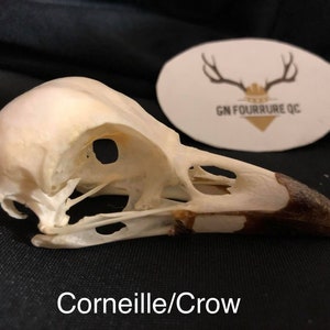 Cráneo de cuervo (completo)