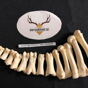 May include: A collection of 14 white bear paw bones, arranged in a curved shape. The bones are labelled "phalange d'ours / bear phalanx".