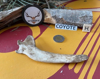 Coyote Jaw