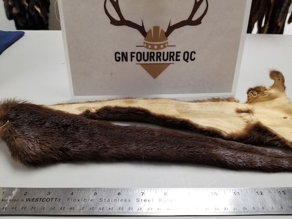 Real Genuine Otter Tail / Authentic Otter Tail - Etsy