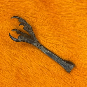 Peut inclure: Gros plan sur une griffe d'oiseau avec trois serres incurvées et acérées. La griffe, de couleur gris foncé, se détache sur un fond orange vif et texturé. Les détails de la griffe révèlent sa texture et sa forme.