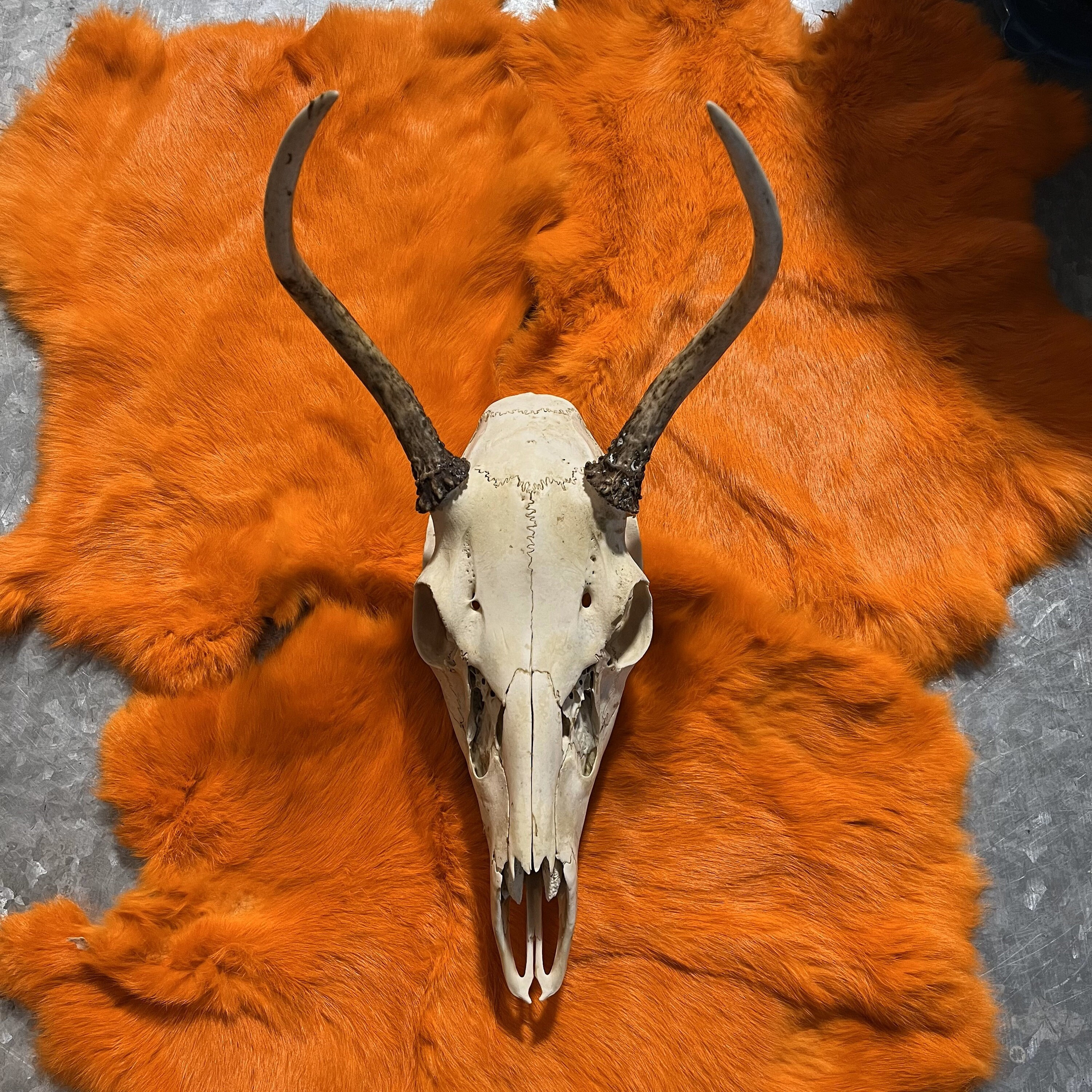Deer Spike - Etsy