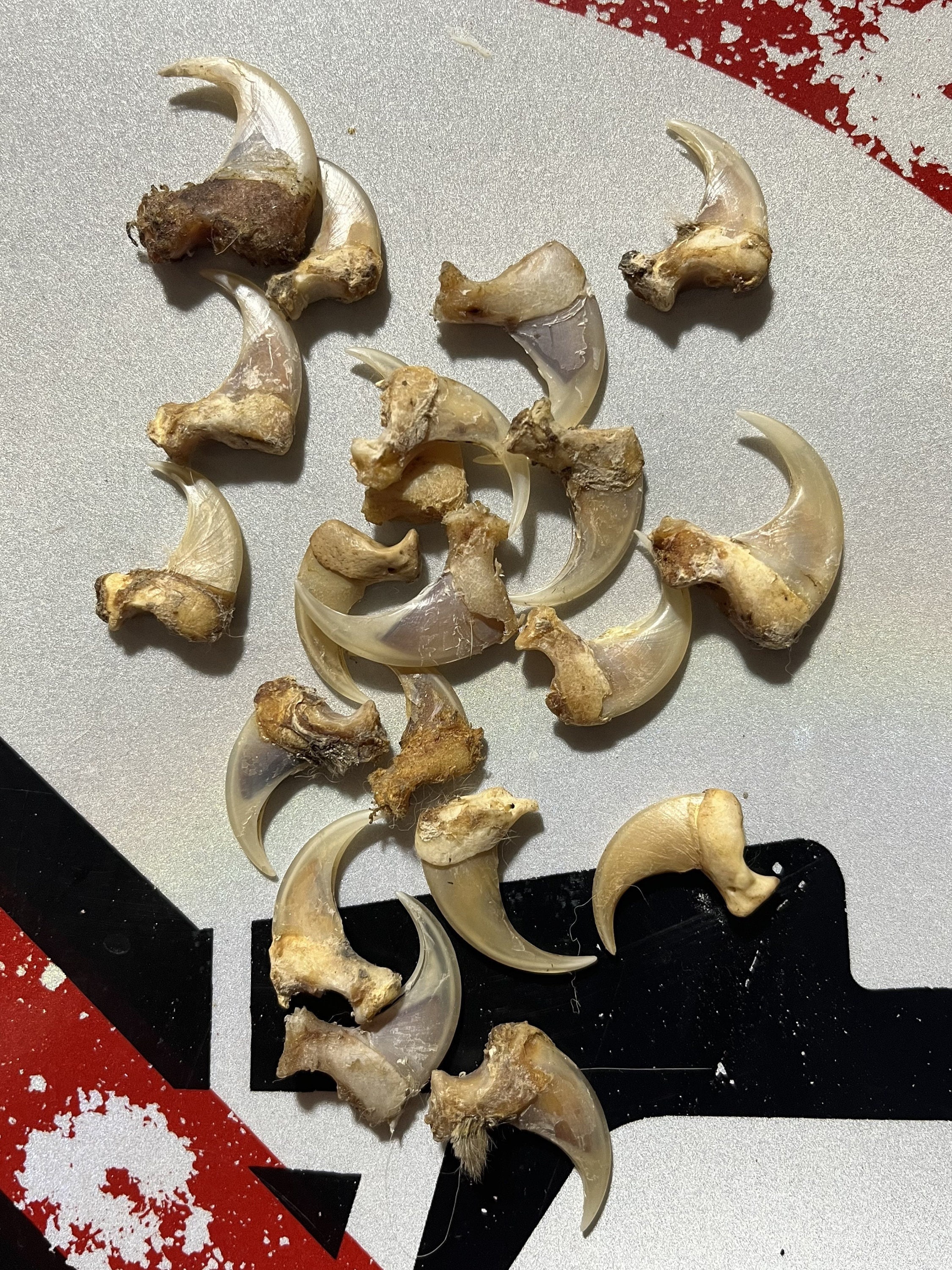Mountain Lion Claws For Sale #12268 - The Taxidermy Store