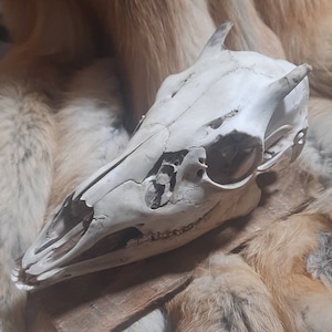 Deer Devil