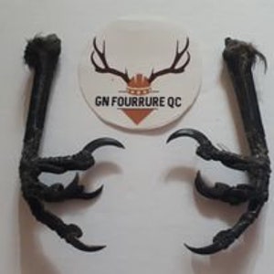 Taxidermy Tools -  Canada