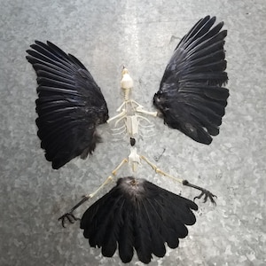 Deluxe Crow Combo