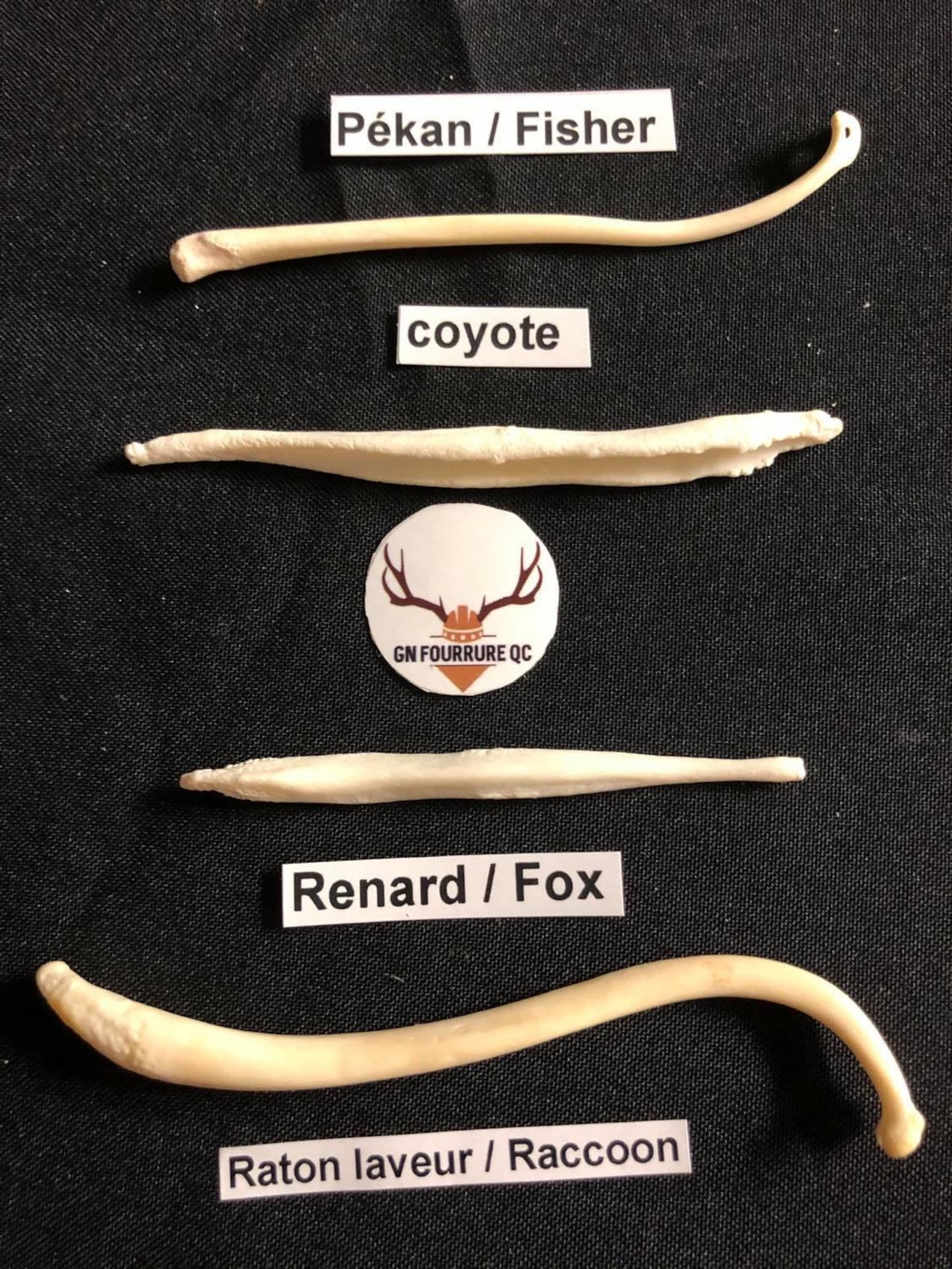 Real Genuine Baculum From Various Animals / Authentiques Etsy Canada