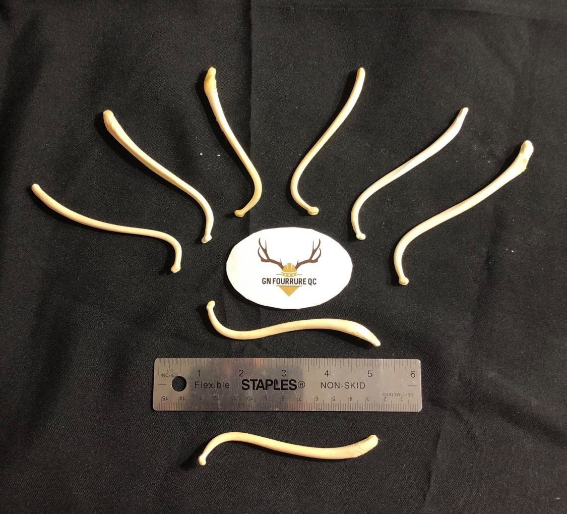 Real Genuine Baculum From Various Animals / Authentiques Etsy Canada