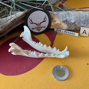 May include: Close-up of a fox jawbone with teeth, on a yellow and red surface. The jawbone is white and has a few small brown spots. The text "FOX / RENARD" is visible on a white label. The letter "A" is visible on a wooden tile.