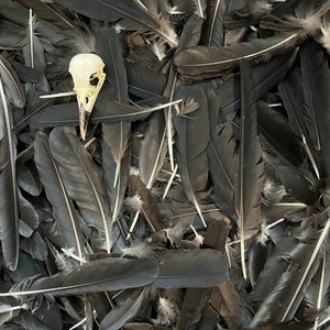 May include: A white bird skull sits amongst a pile of black feathers.