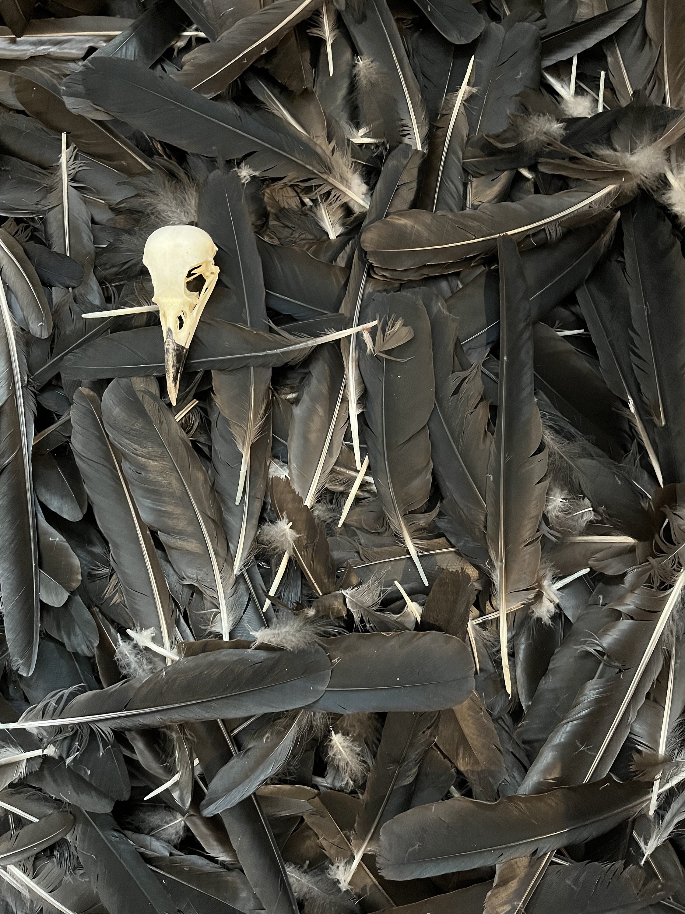 Black Crow Feathers, Large