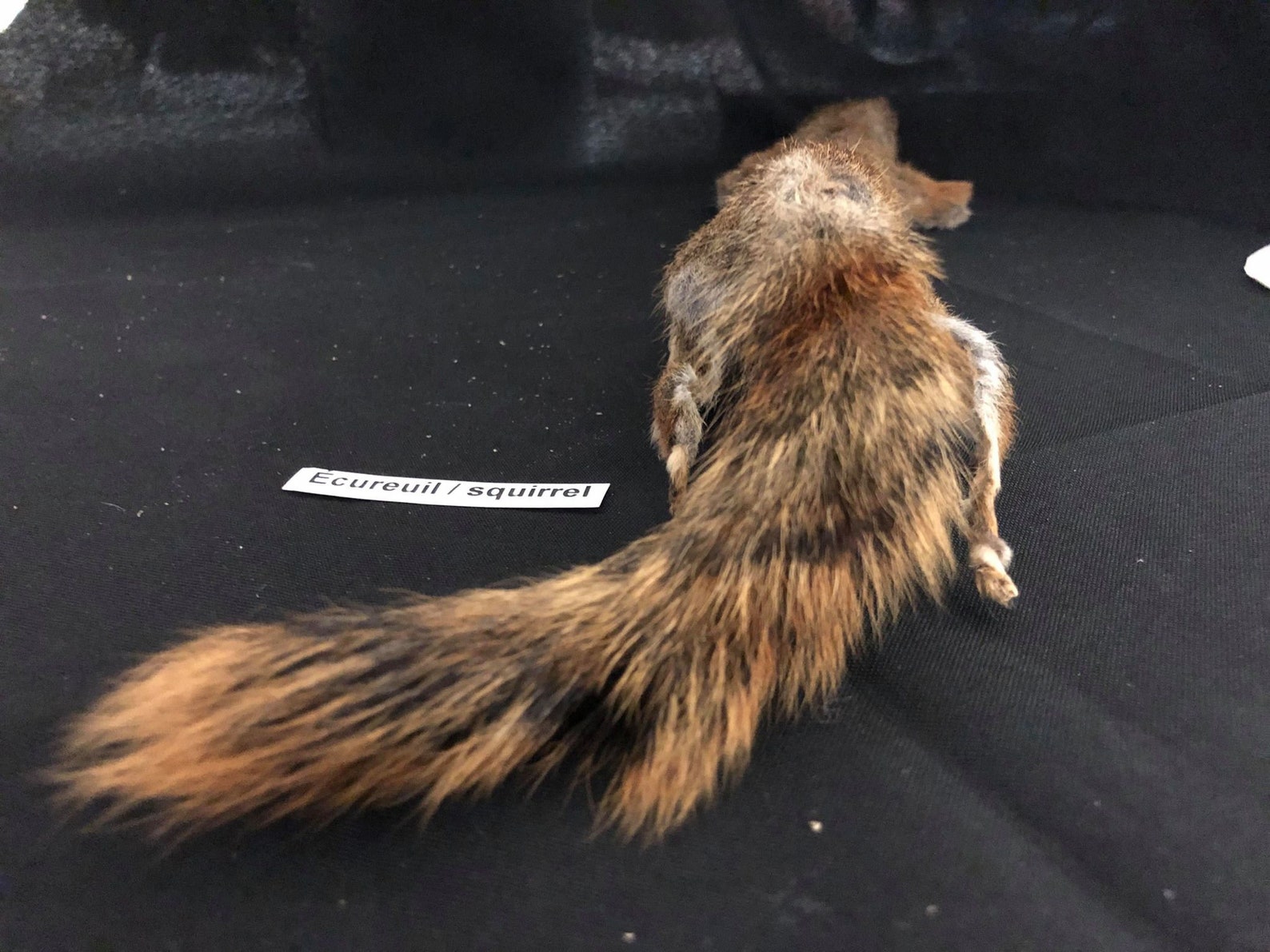 Real Genuine Squirrel Pelt / Authentique Peau Etsy Canada