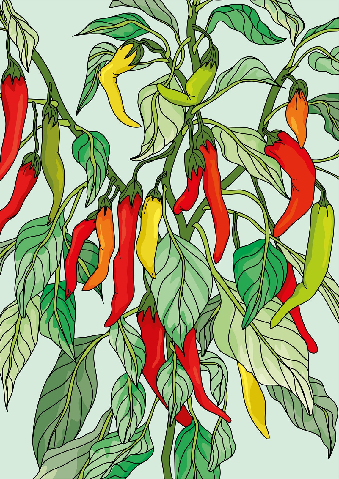 Chilli plant Giclee Art Print / Illustration / Wall Art / Etsy