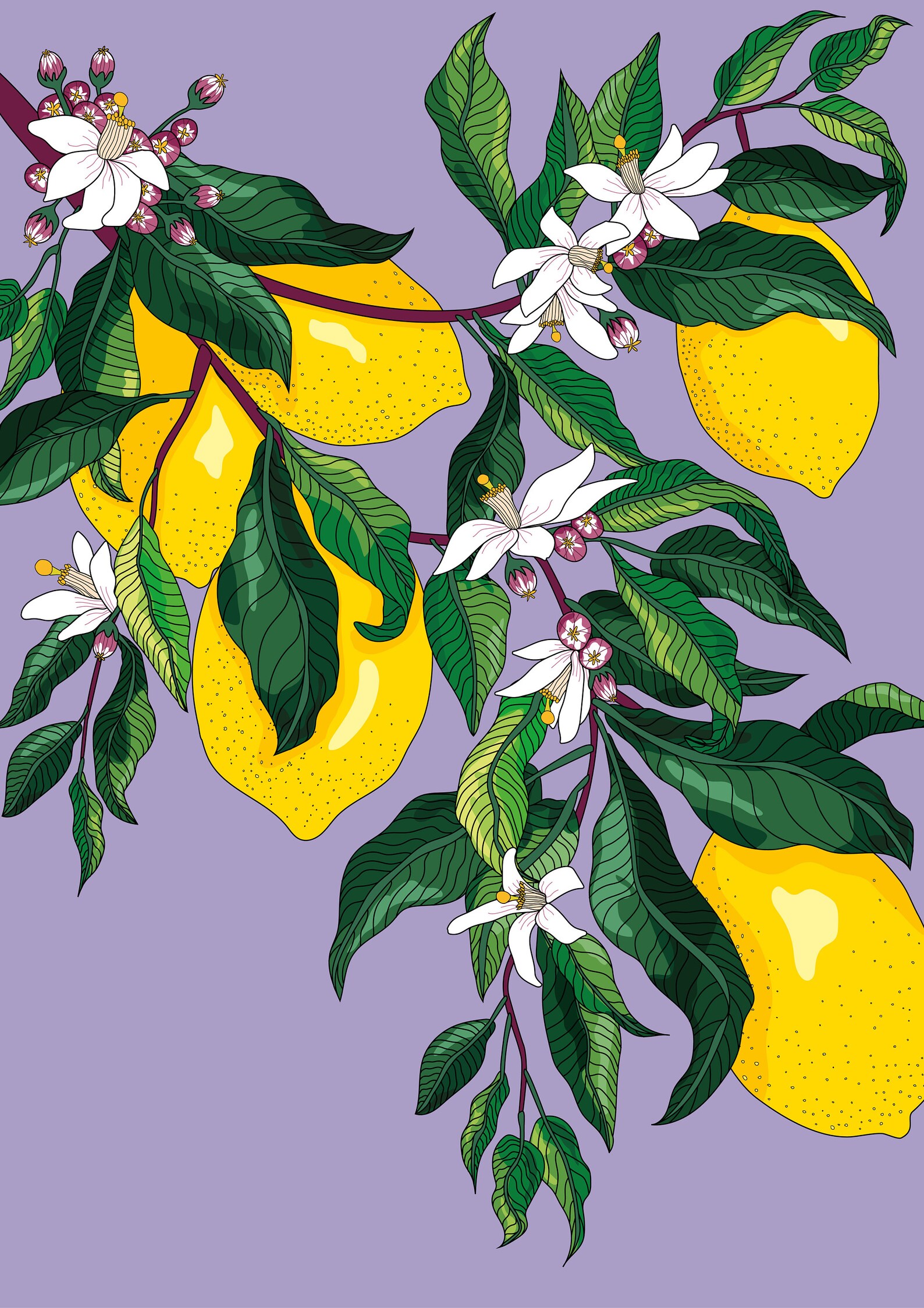 Lemons With Blossom Flowers Giclee Art Print / Illustration Etsy