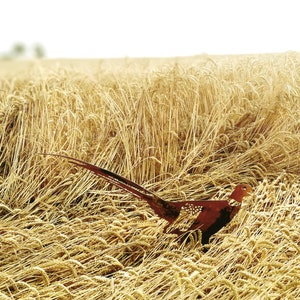 Rusty steel pheasant. Outdoor bird decoration. Bird silhouette - corten. Garden ornament. Garden metall birds