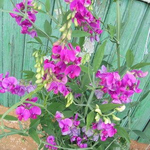 Perennial Sweet Pea Pink White Mix Seeds, Lathyrus latifolius Vine Climber Flower, Green Till Frost, 30 Seeds image 1