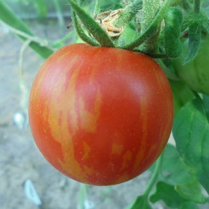 TIGERELLA Tomato Seeds, Indeterminate Heirloom Red Yellow Striped Tomatoes, 15 Seeds