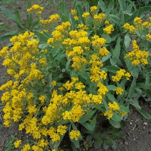 BASKET OF GOLD Golden Sweet Alyssum Saxatile 100 Seeds, Aurinia Saxatilis, Perennial Yellow Rockery Fragrant Flower image 3