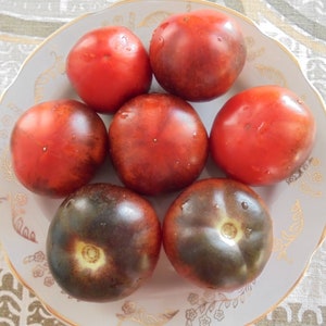 BLUE SMOKE (Smokey Blue) Tomato Seeds, Indigo Blue Sweet Heirloom Tomatoes, Indeterminate, Rare Variety, 15 Seeds